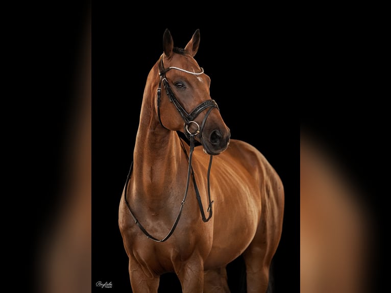 Pura sangre inglés Caballo castrado 9 años 166 cm Castaño in Bayreuth