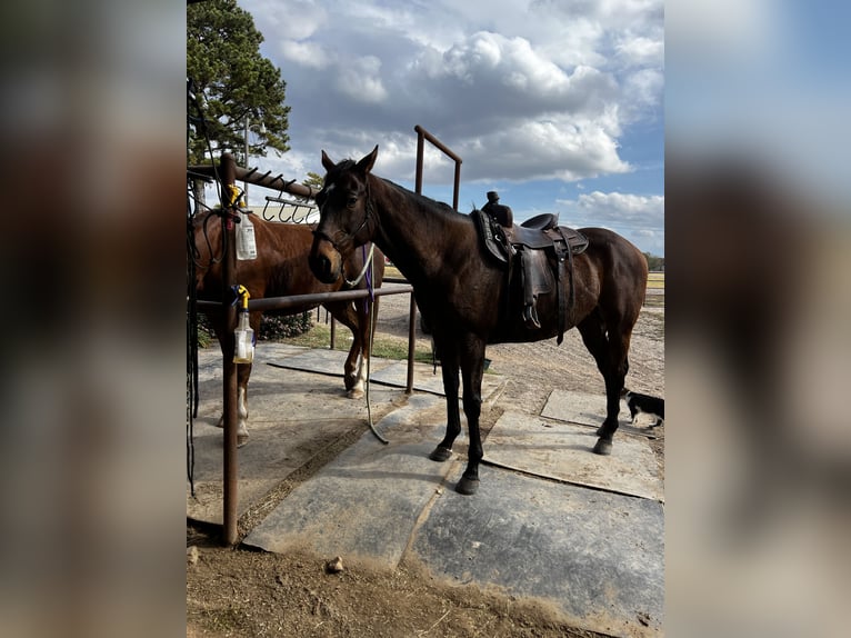 Pura sangre inglés Caballo castrado 9 años 166 cm Castaño rojizo in Roscoe