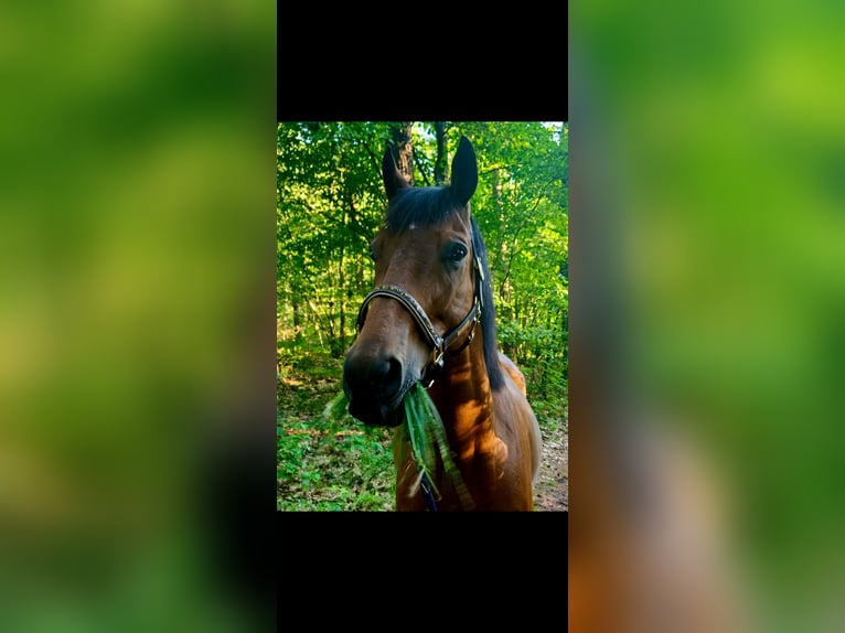 Pura sangre inglés Caballo castrado 9 años 167 cm Castaño in Olst