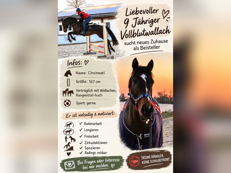 Pura sangre inglés Caballo castrado 9 años 167 cm Castaño oscuro in Mannheim