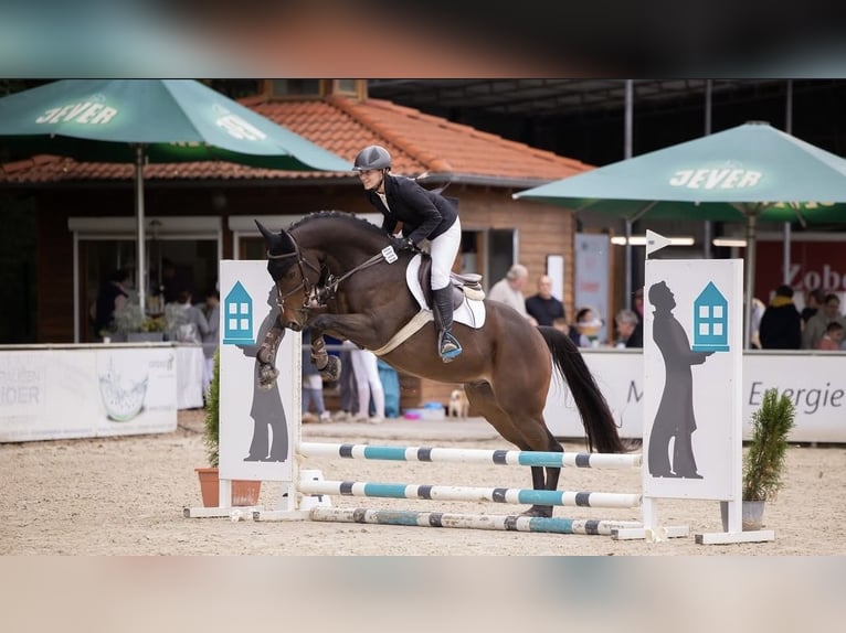 Pura sangre inglés Caballo castrado 9 años 167 cm Castaño oscuro in Mannheim