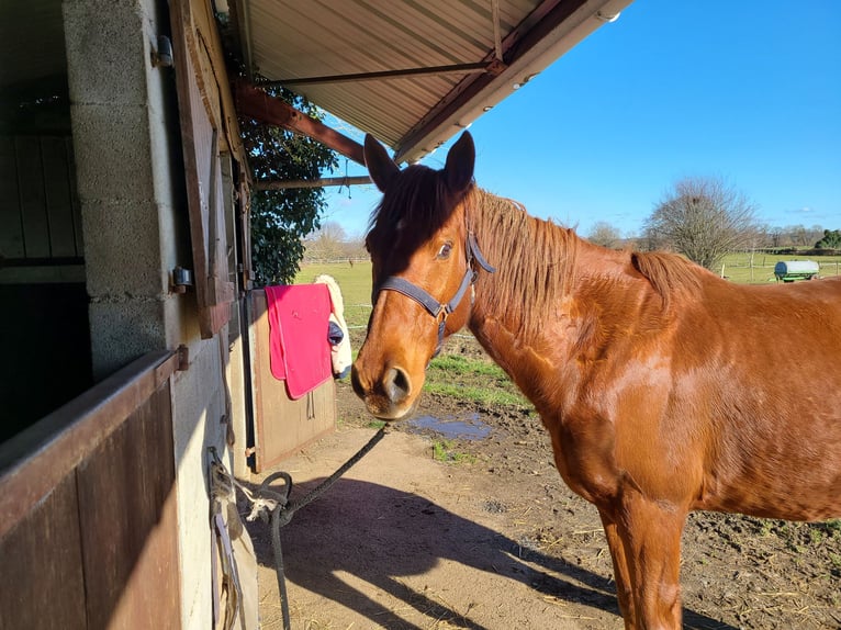 Pura sangre inglés Caballo castrado 9 años 168 cm Alazán in Pau