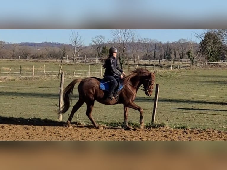 Pura sangre inglés Caballo castrado 9 años 168 cm Alazán in Pau