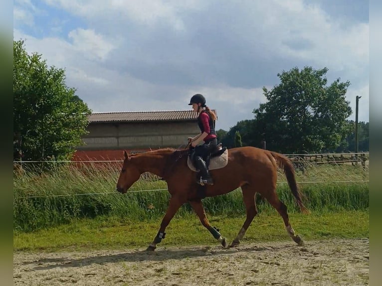 Pura sangre inglés Caballo castrado 9 años 169 cm Alazán in Bottrop