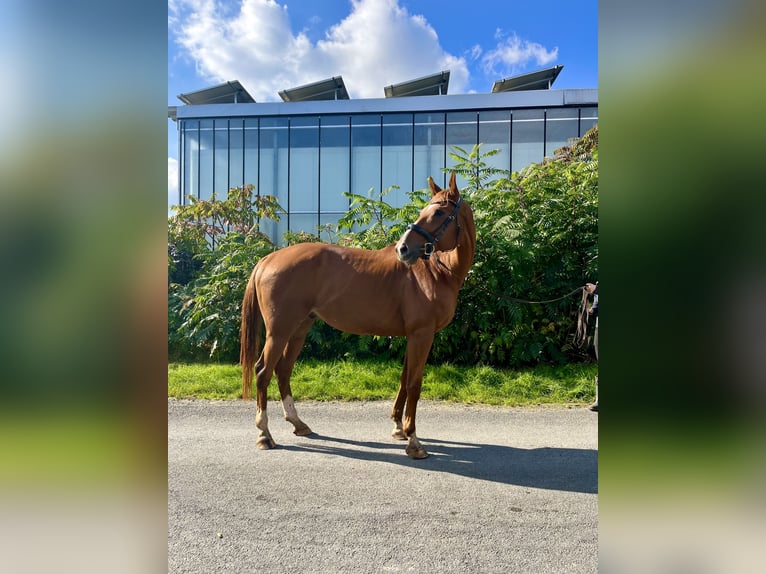 Pura sangre inglés Caballo castrado 9 años 169 cm Alazán in Bottrop