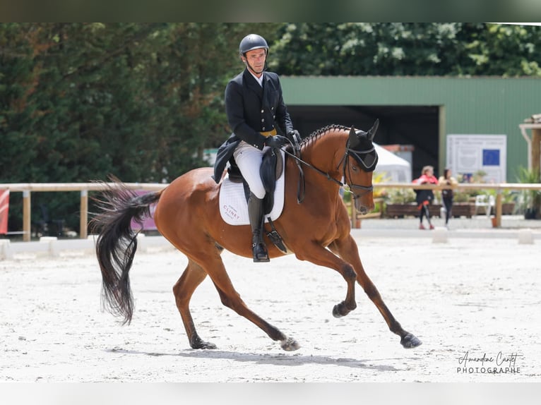 Pura sangre inglés Caballo castrado 9 años 170 cm Castaño in Bordeaux