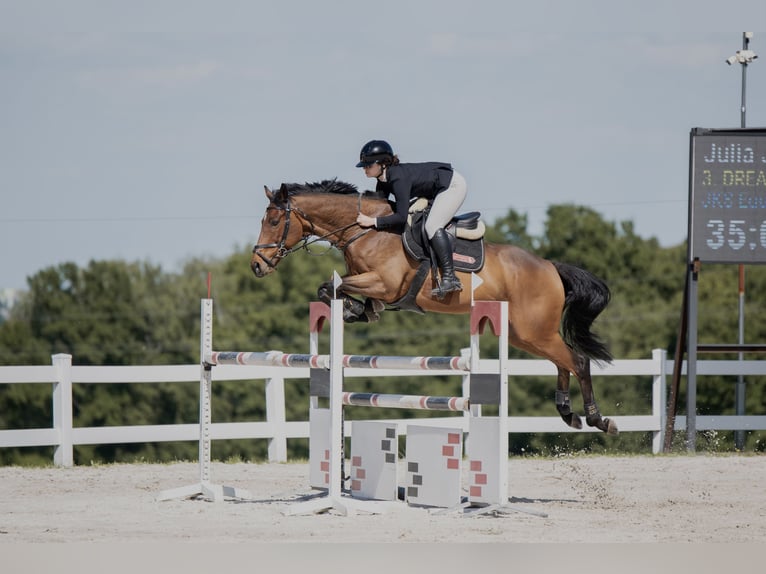 Pura sangre inglés Caballo castrado 9 años 170 cm Castaño in Łazy