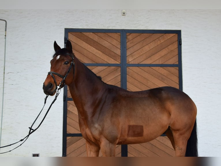 Pura sangre inglés Caballo castrado 9 años 170 cm Castaño in Łazy