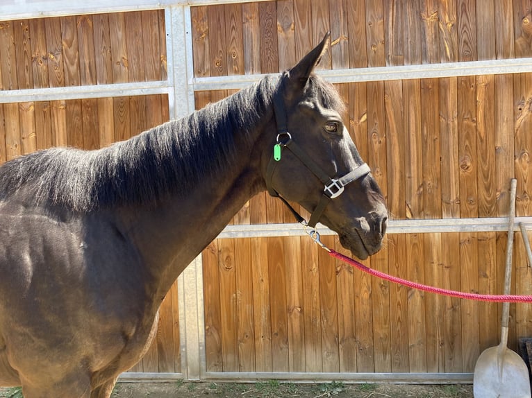 Pura sangre inglés Caballo castrado 9 años 170 cm Castaño oscuro in Santa Susanna