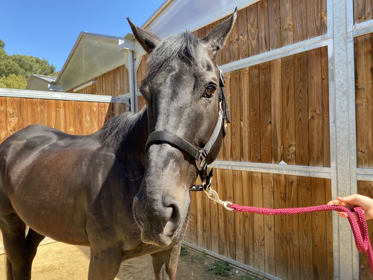 Pura sangre inglés Caballo castrado 9 años 170 cm Castaño oscuro in Santa Susanna
