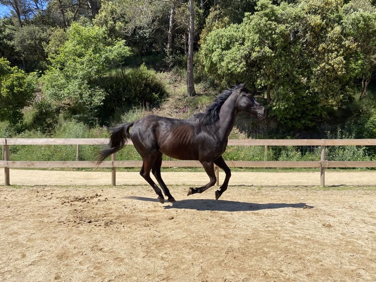 Pura sangre inglés Caballo castrado 9 años 170 cm Castaño oscuro in Santa Susanna