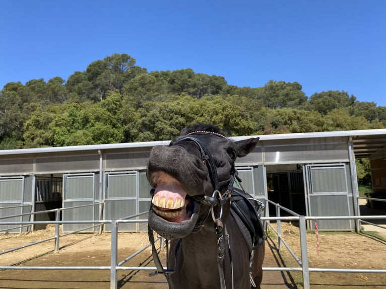 Pura sangre inglés Caballo castrado 9 años 170 cm Castaño oscuro in Santa Susanna