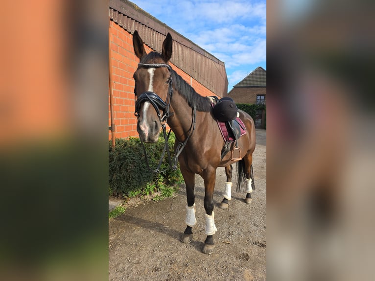 Pura sangre inglés Caballo castrado 9 años 172 cm Castaño in Issum