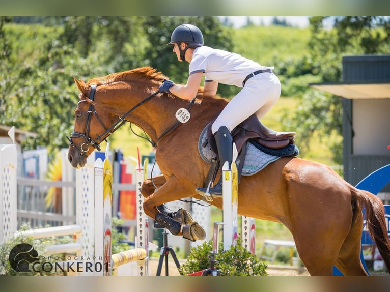 Pura sangre inglés Mestizo Caballo castrado 9 años 173 cm Alazán in Ravensburg