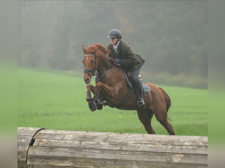 Pura sangre inglés Mestizo Caballo castrado 9 años 173 cm Alazán in Ravensburg