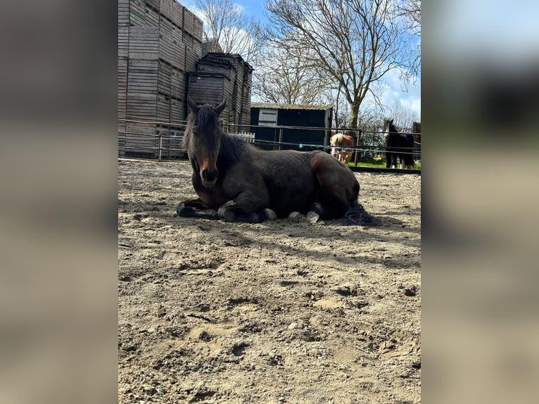 Pura sangre inglés Caballo castrado 9 años 173 cm Morcillo in Breskens