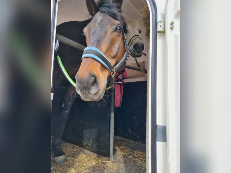 Pura sangre inglés Caballo castrado 9 años 173 cm Morcillo in Breskens