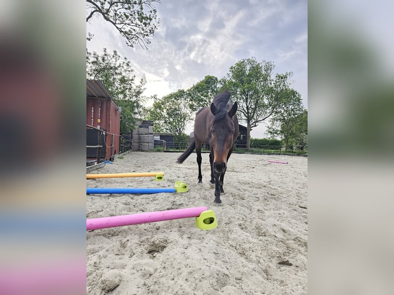 Pura sangre inglés Caballo castrado 9 años 173 cm Morcillo in Breskens