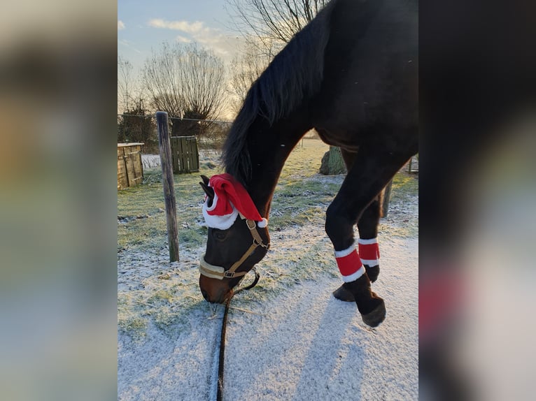 Pura sangre inglés Caballo castrado 9 años 173 cm Morcillo in Breskens
