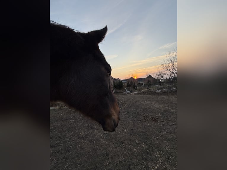 Pura sangre inglés Caballo castrado 9 años 180 cm Castaño in Schadeleben