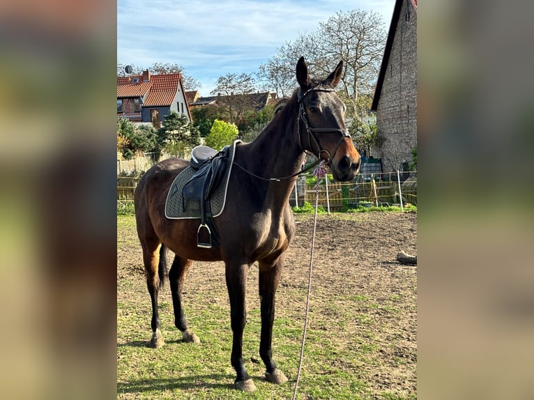 Pura sangre inglés Caballo castrado 9 años 180 cm Castaño in Schadeleben