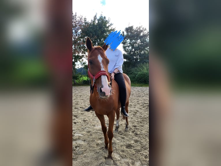 Pura sangre inglés Caballo castrado 9 años Alazán in Dinklage