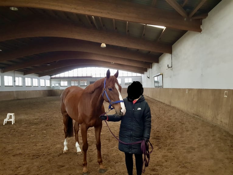 Pura sangre inglés Caballo castrado 9 años Alazán in Dinklage