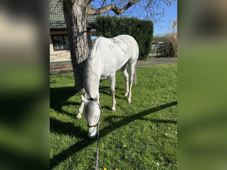 Pura sangre inglés Desconocido 9 años 162 cm Tordo in Iffezheim