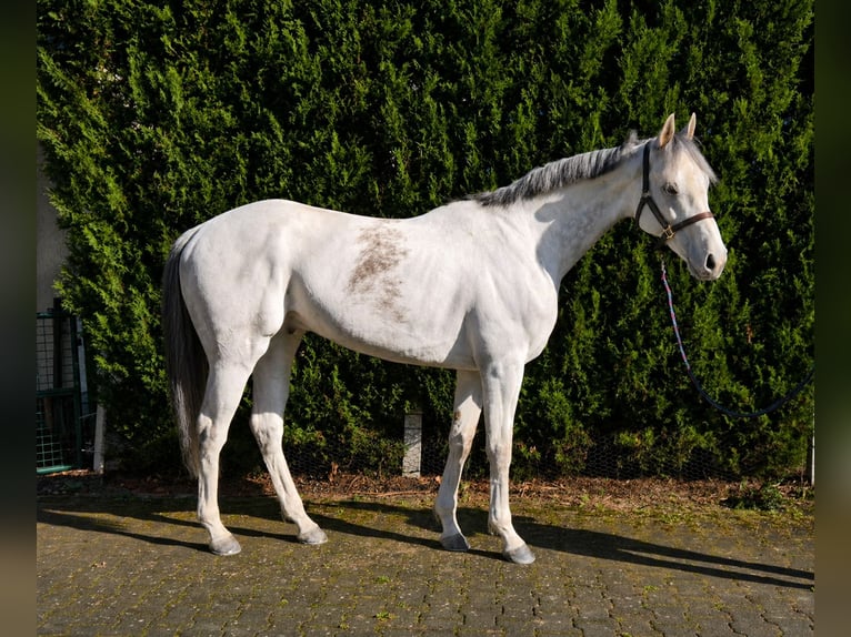 Pura sangre inglés Desconocido 9 años 162 cm Tordo in Iffezheim
