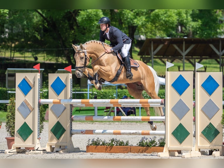 Pura sangre inglés Semental 12 años 168 cm Palomino in St. Martin im Mühlkreis
