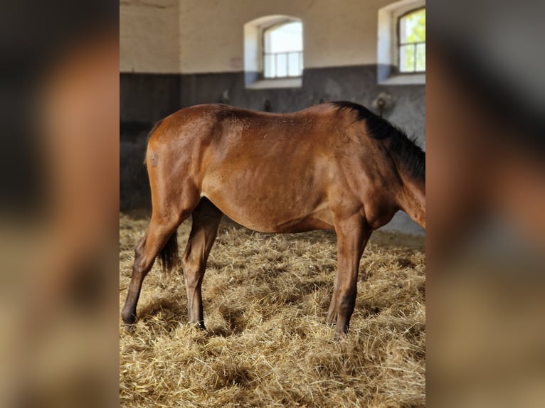 Pura sangre inglés Semental 1 año Castaño in Tata