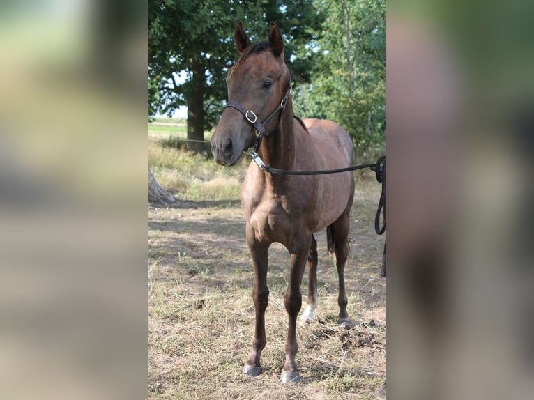 Pura sangre inglés Semental 1 año Musgo in Neuruppin