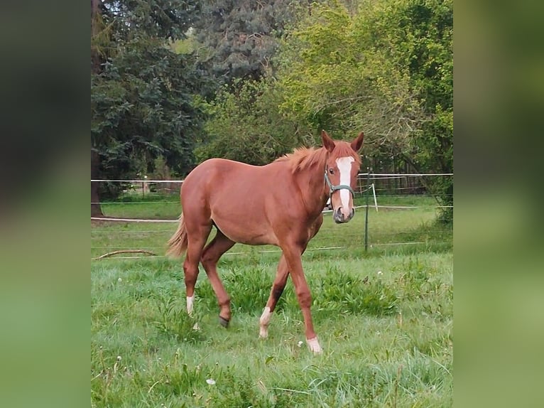 Pura sangre inglés Semental 2 años 160 cm Alazán in Grimma