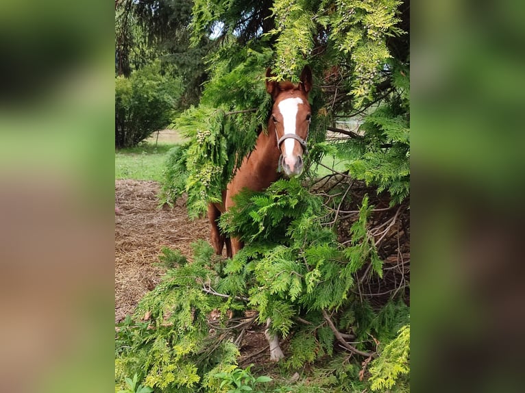 Pura sangre inglés Semental 2 años 160 cm Alazán in Grimma