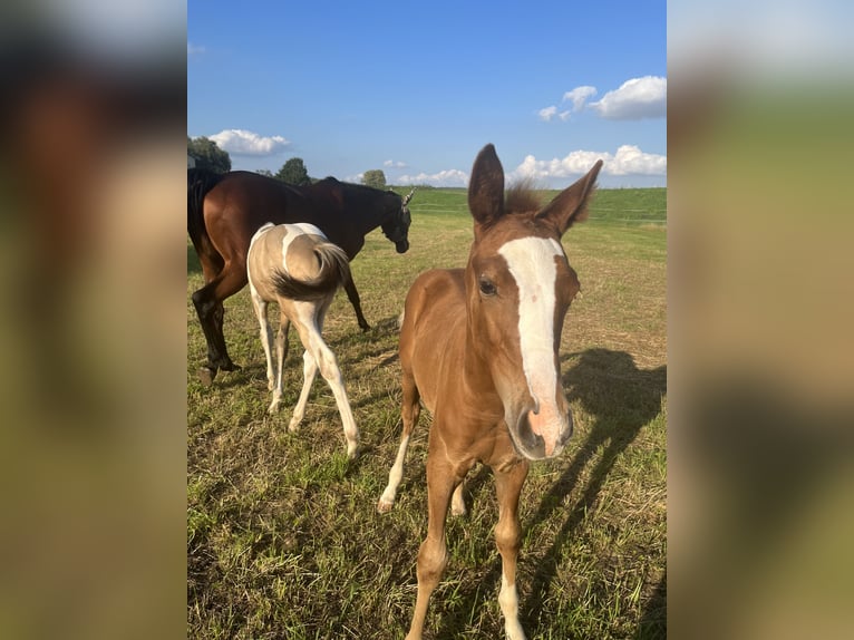 Pura sangre inglés Semental 2 años 160 cm Alazán in Grimma