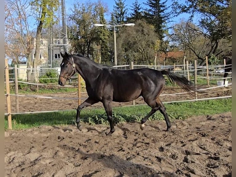 Pura sangre inglés Semental 2 años 160 cm Castaño oscuro in Neuenhagen