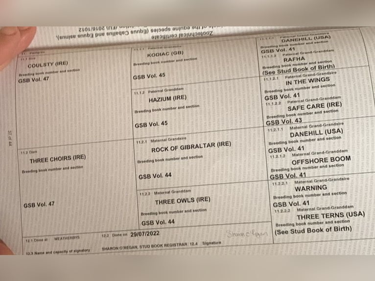 Pura sangre inglés Semental 4 años 165 cm Castaño in Lumina