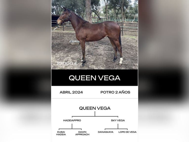 Pura sangre inglés Semental 6 años in MadridMadrid