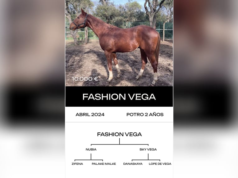 Pura sangre inglés Semental 6 años in MadridMadrid