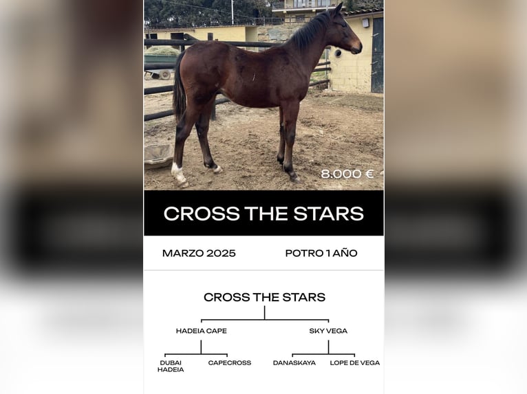 Pura sangre inglés Semental 6 años in MadridMadrid