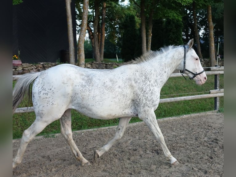 Pura sangre inglés Semental 7 años 160 cm Buckskin/Bayo in Linn