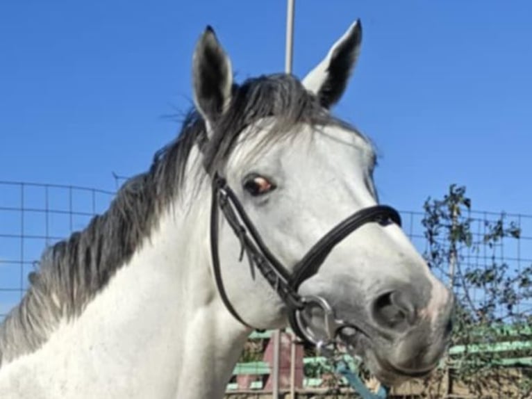 Pura sangre inglés Semental 9 años 170 cm Tordo in Maghtab