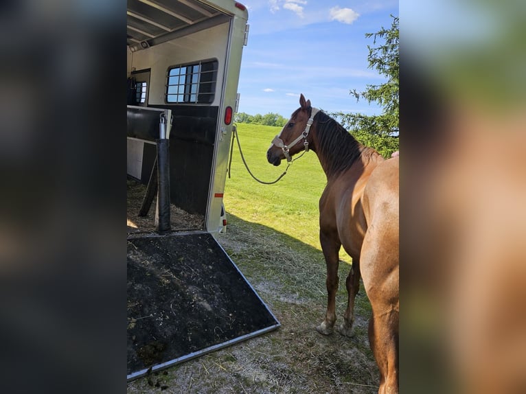 Pura sangre inglés Semental Castaño in Miami