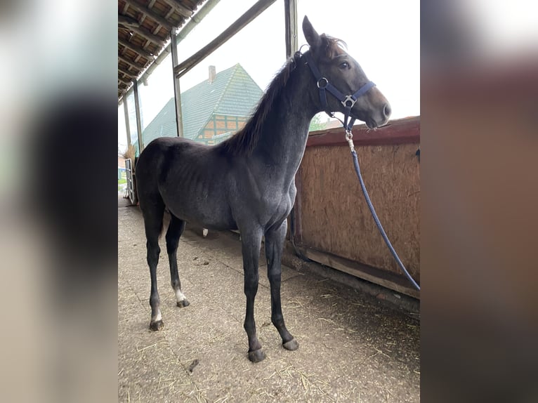 caballos pura sangre in vendita