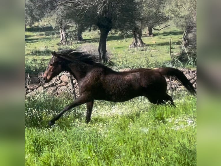 Pura sangre inglés Yegua 10 años 160 cm Castaño oscuro in Lesbos