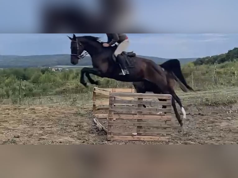 Pura sangre inglés Yegua 10 años 165 cm Castaño oscuro in Târgul mureș