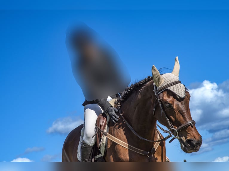 Pura sangre inglés Yegua 10 años 175 cm Castaño in Pomezia