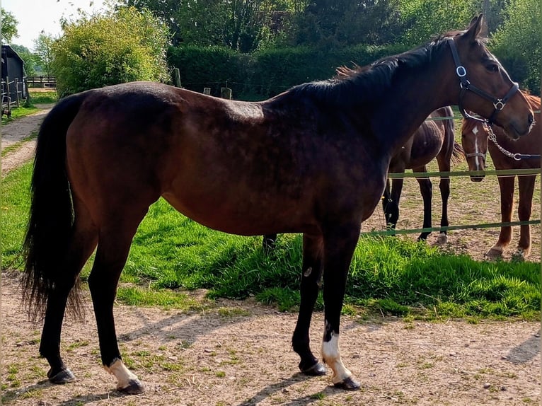 Pura sangre inglés Yegua 11 años 163 cm Castaño in Gouttières