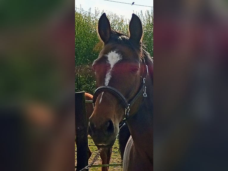 Pura sangre inglés Yegua 11 años 163 cm Castaño in Gouttières