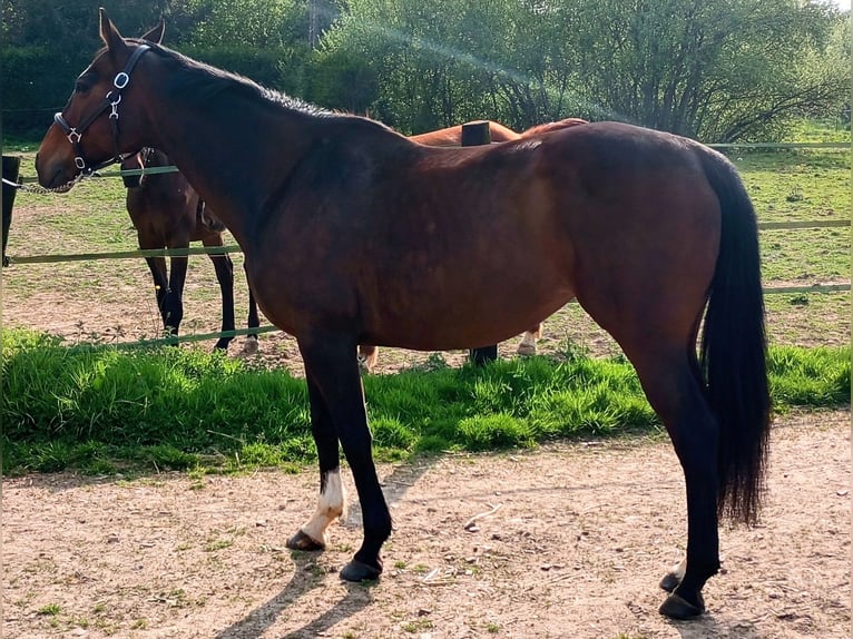 Pura sangre inglés Yegua 11 años 163 cm Castaño in Gouttières